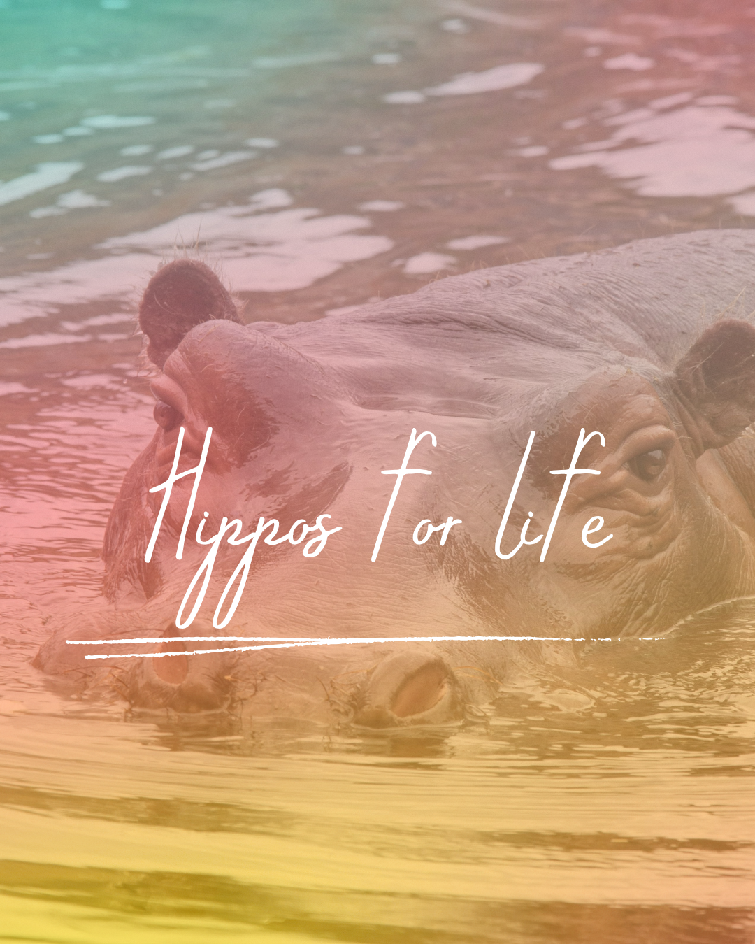 Hippopotamus Diving Club