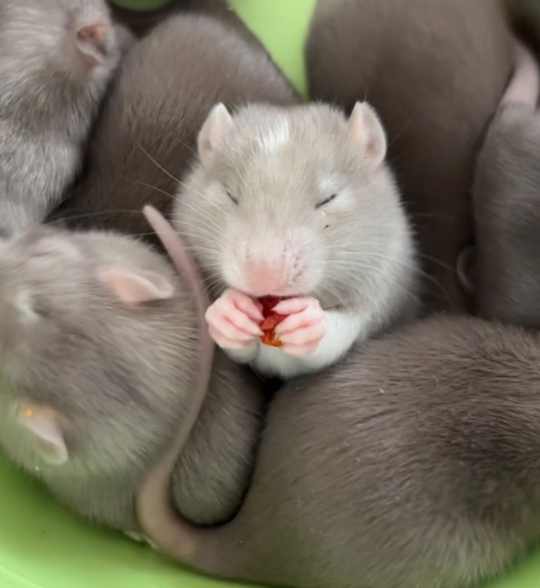 The Ratventures